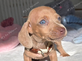 Gorgeous Daxies _ Miniature Dachshunds