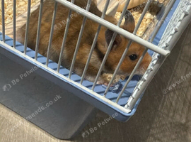 Syrian hamster
