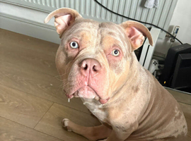 Male pocket bully