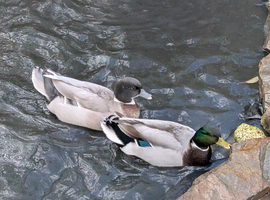 Two Drakes for sale