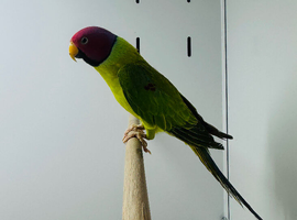 Plum headed parakeet
