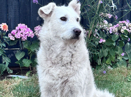 Rescue Nova