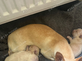 Chihuahua puppies