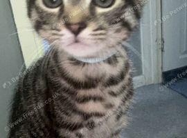Boy kitten