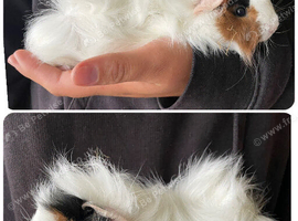 Baby boar guinea pigs