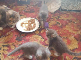 Maine Coon Kittens For Sale, 2 boys available