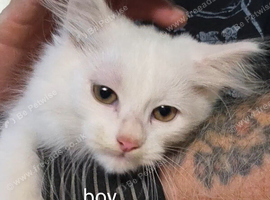 5 generation pedigree Siberian kittens READY