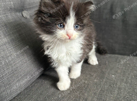 Kitten for sale to a good home