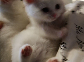 British shorthair cross kittens for sale