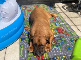 Boerboel for sale