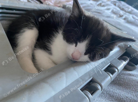 6 beautiful kittens