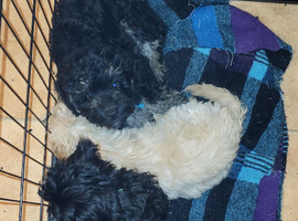 Caverpoo puppies