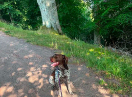German shorthaired pointer