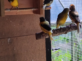 Variegated canary