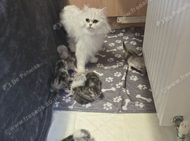 5 x persian mixed X kittens