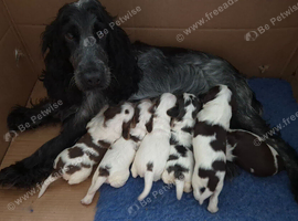Stunning cocker spaniels