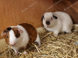 Young bonded boys