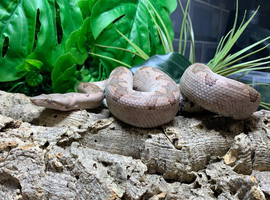 Solomon Island Ground Boa at Birmingham Reptiles