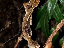 Satanic Leaftailed Gecko Male CB24