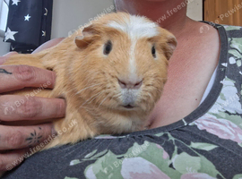 Male Guinea pig