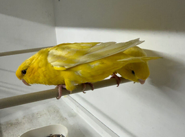 True pair lineolated parakeets ( rare )
