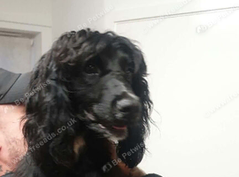 Black male cocker spaniel