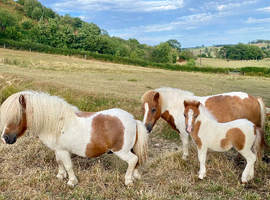 Colt Shetland Foal
