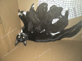 Black and white tabby kittens