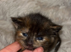 Kittens !