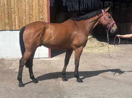 17.1hh 6yo Thoroughbred gelding