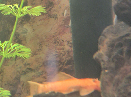Super red bristlenose plecos