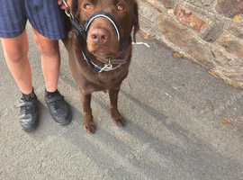 Male Labrador