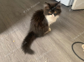 Ragdoll x Persian