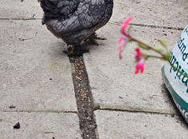 2 female chickens