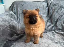 Pomeranian Puppies