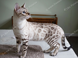 Seal Lynx Bengal Queen Active Registered