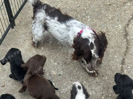 Sprocket puppies