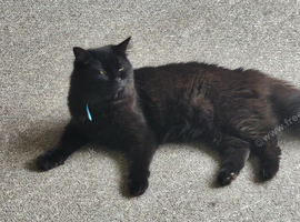 One male cat looking for a new safe home