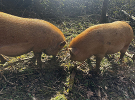 2 male kunekune pigs (brothers)