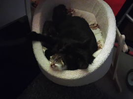 Tigerr dark coloured 3 kittens and white tigger one and full black on