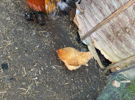 2 hens for sale and 1 brahma and i have another rooster