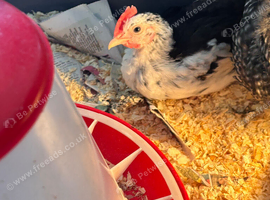 8 week old chick