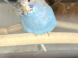 Baby Budgies