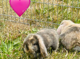 Mum and daughter mini lops