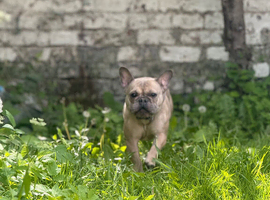 3 year frenchie in need of a home