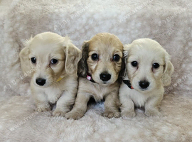 Cream long haired miniatures READY NOW