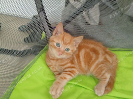 Beautiful kittens available now