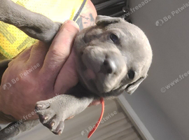 beautiful puppies