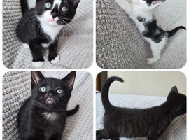 Four Male Kittens Looking for Loving Homes