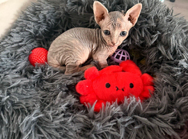 Last grey female Sphynx